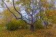 Colorful autumn trees with yellowed foliage in the autumn park.