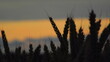 Getreide im sommerlichen Sonnenuntergang
