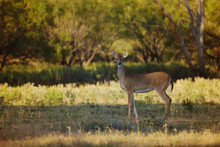 Doe Deer Shows Wildlife In Texas Landscape During Fall Season Outdoors.