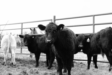 Black angus calves as beef herd on ranch for agriculture, looking at camera.