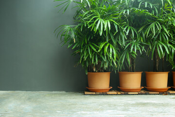 decorative areca palm in grey wall. tree in orange pots. comfort space design, palm trees botanical.