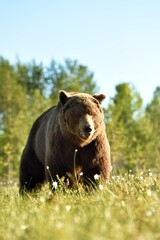 Wall Mural - Brown bear approaching at sunny daylight, forest in the background