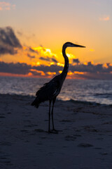 Sticker - Vertical shot of a heron on the sandy beach during sunset