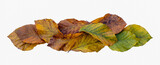 Fototapeta  - Wielobarwne jesienne liście na białym tle.