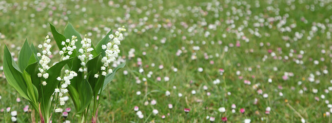 Poster - Brins de muguet avec feuilles avec fond de gazon et paquerettes	