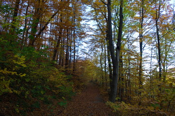 Wall Mural - Autumn forest nature. Vivid morning in colorful forest with sun rays through branches of trees.