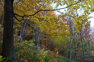 Wall Mural - Autumn forest nature. Vivid morning in colorful forest with sun rays through branches of trees.