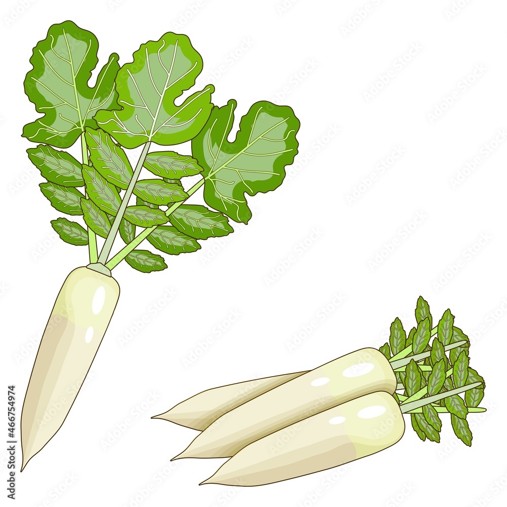 Daikon, Japanese Radon, White Chinese Radish, mooli, Sweet Radish ...