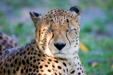 portrait of a leopard