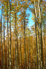  forest with beeches trees in autumn