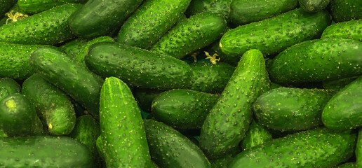 Poster - Fresh green cucumber texture or pattern, high quality. Healthy food concept photo