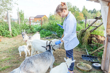 Wall Mural - Young veterinarian woman with tablet computer examining goat on ranch background. Vet doctor check up goat in natural eco farm. Animal care and ecological livestock farming concept.