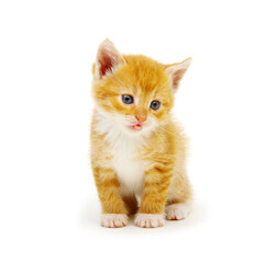 Wall Mural - Kitten isolated on a white background.