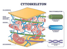 Cytoskeleton Structure As Complex Dynamic Network Of Interlinking Protein Filaments Outline Diagram. Labeled Educational Cell With Microtubules And Microfilaments Explanation Vector Illustration.