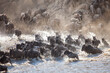 Incredible lighting as wildebeest trample down a cliff into a raging river during one of natures biggest spectacles, the Great Migration of Africa. Shot on the dust banks of the Mara river in Kenya. 