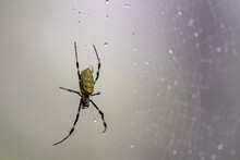 Invasive Joro Spider