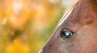 Close-up of a blind horse's eye. Horse care and treatment. Banner. Place for text