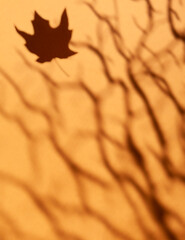 Wall Mural - Autumn background - blurred shadow from tree branches and a falling maple leaf on a tanned background.