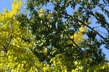 Poster - The resource graphic consists of yellow and green autumn leaves on trees.