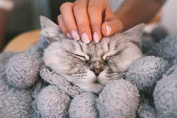 Wall Mural - Love to animals. Happy lovely grey cat taking a nap in warm blanket . World pet day. Pets and lifestyle.