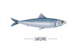 Sardine fresh raw cartoon vector icon, sign, simbol. Atlantic sardine vector illustration, object, design element for package, label. Isolated on white
