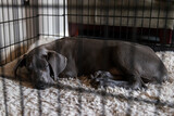 Fototapeta  - Great Dane puppy dog sleeping in her crate or kennel