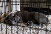 Great Dane Puppy Dog Sleeping In Her Crate Or Kennel