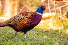 Close Up Shot Of Male Ring Necked Pheasant
