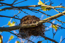 Close Up Shot Of An Empty Bird Nest
