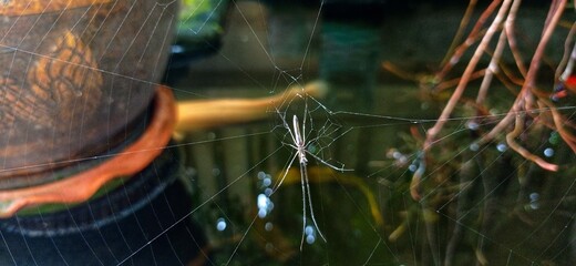 Spider