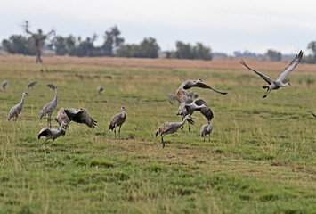 Poster - Lesser Sandhill Crane - Merced NWR, Los Banos