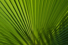 Tropical Leaf Texture, Palm Foliage Nature Green Background. Tropical Green Pattern Texture.