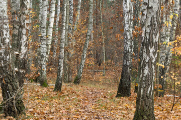 Wall Mural - fothpath in fall birch forest