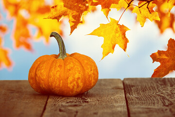 Wall Mural - Mini pumpkin on rustic wooden table. Beautiful autumn maple tree leaves background.