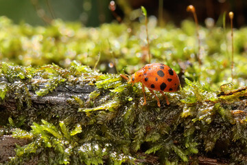 Wall Mural - A ladybug is foraging in bushes. This small insect has the scientific name Epilachna admirabilis. 