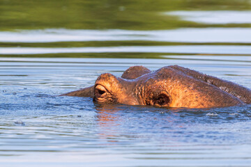 Poster - Hippopotamus in the water with only the head sticking up