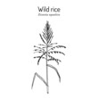 Wild rice Zizania aquatica , state grain of Minnesota