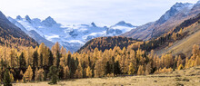 Valley Of Roseg With Golden Larch Trees In Autumn Foliage And The Roseg Glacier At The Background , Canton Of Graubunden, Oberengadin, Switzerland