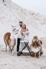 Wall Mural - Beautiful wedding couple bride and groom at wedding day outdoors at ocean beach. Happy marriage couple o