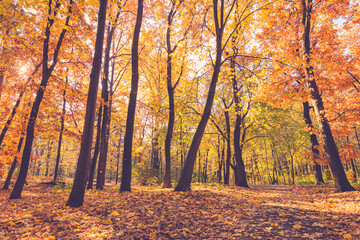 Wall Mural - Colorful trees and rural road in deep autumn forest, natural background. Morning mist, soft sunlight, peaceful majestic autumnal forest trail. Amazing nature landscape, freedom adventure mountain pass