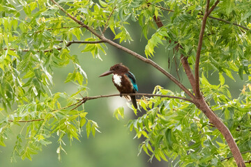 Wall Mural - Kingfisher bird on a branch