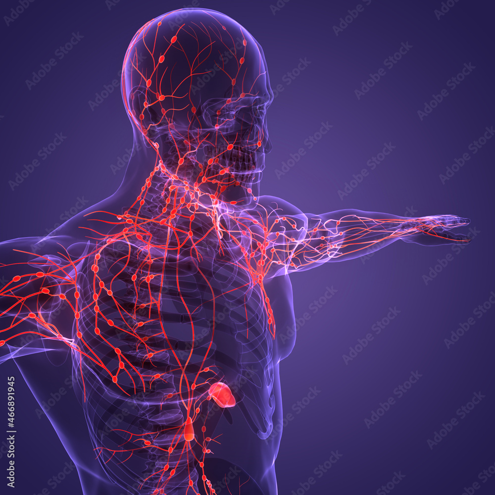 Human Internal System Lymph Nodes Anatomy Stock Illustration | Adobe Stock
