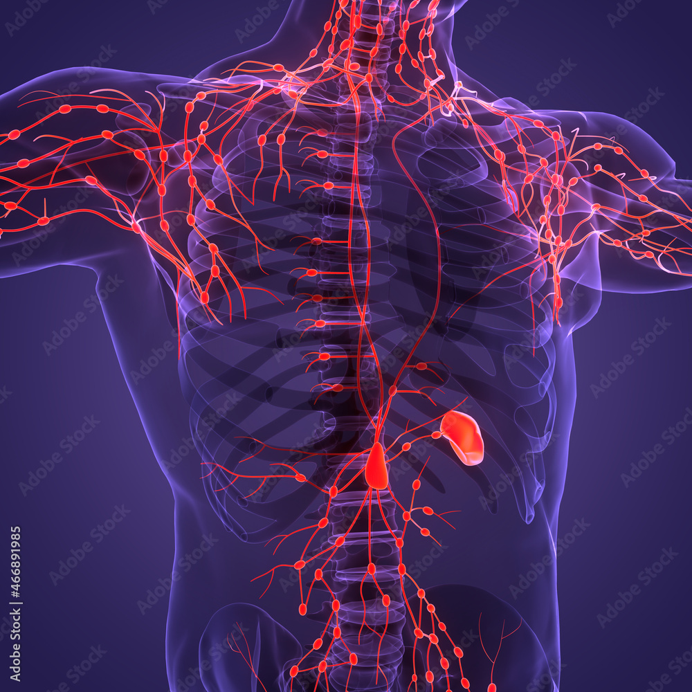 Human Internal System Lymph Nodes Anatomy Stock Illustration | Adobe Stock
