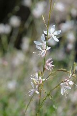 Wall Mural - white gaura flowers in garden