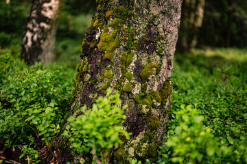 Wall Mural - Detail of an moss covered tree trunk surrounded by blueberry bushes, near Externsteine, Teutoburg Forest, Germany