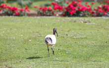 Native Ibis Bird Found In Front Of Colourful Roses At A Rose Garden In Adelaide, South Australia