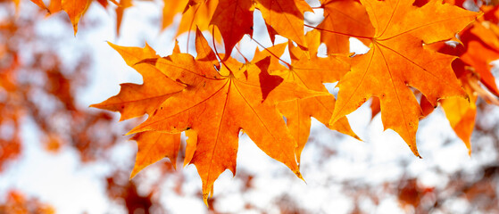 Wall Mural - panoramic view of red maple leaves. panoramic view of maple leaf on colorful background	