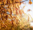 Jesienne liście na drzewie  w złotym i brązowym kolorze rozświetlone porannym słońcem