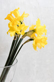 Fototapeta  - Bouquet of narcissus flowers in a vase in front of a light background.