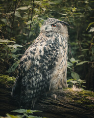 Sticker - Vertical shot of an owl in a forest